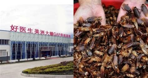 중국 바퀴벌레 공장